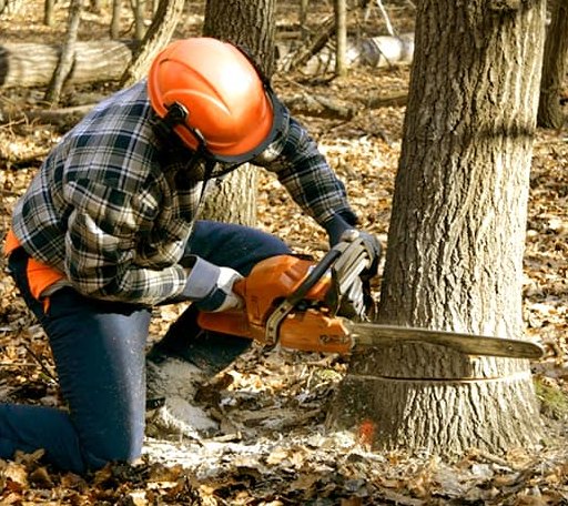 Tree Removal in Dewey, IL